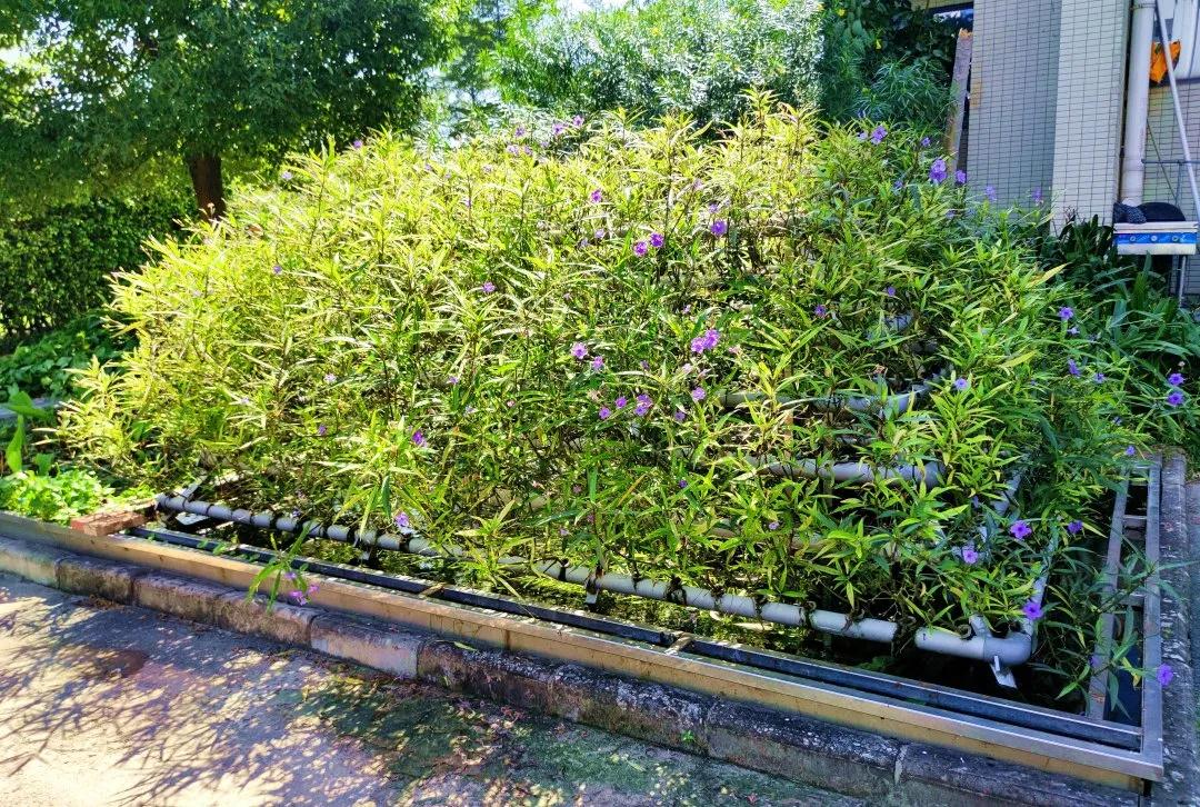 royal�ʼ�88��(�й�) - �ٷ���վ