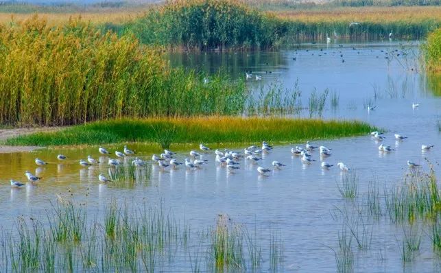 ʪ����̬�޸��о�