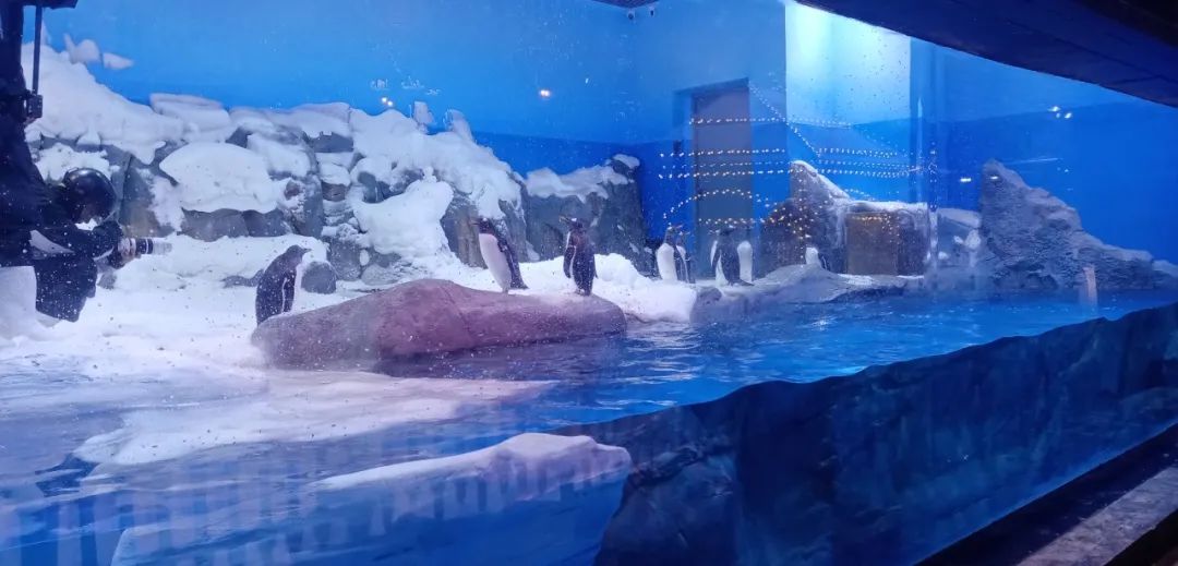 royal�ʼ�88��(�й�) - �ٷ���վ